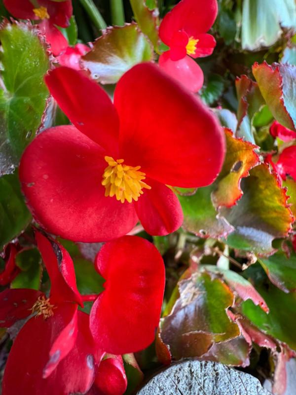 iPhone 13pro max微距確實牛X，點進來看效果