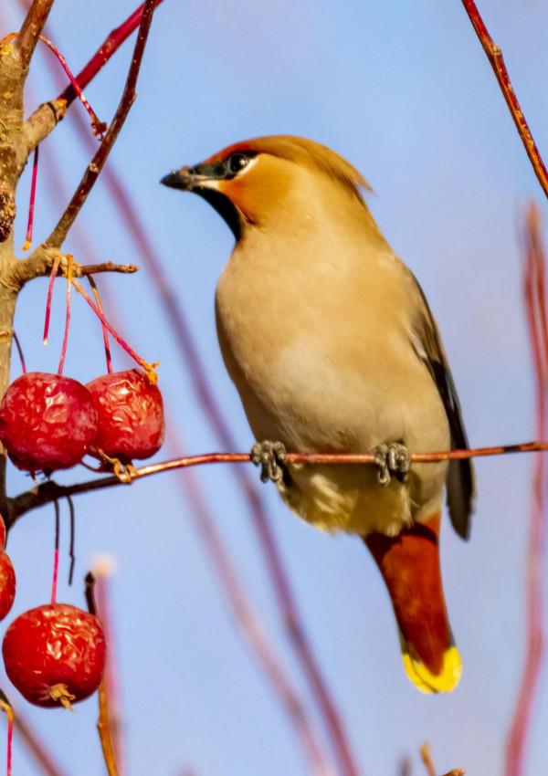 又到拍鳥的季節