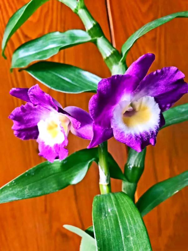 春石斛蘭花～花朵多彩，莖葉美麗；型態雍容華貴