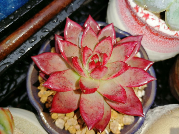 植物黃葉不一定是“病”,明白5個道理,“對症下藥”才有效 植物黃葉不一定是“病”,明白5個道理,“對症下藥”才有效