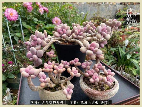 正是花好月圓時，再訪楊姐的屋頂花園