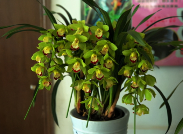 現在各種專用肥層出不窮,新手養花別盲目買,沒啥意思 現在各種專用肥層出不窮,新手養花別盲目買,沒啥意思