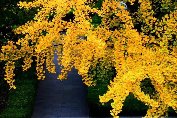 中秋時節到門頭溝賞秋，住民宿，來一段詩意之旅~