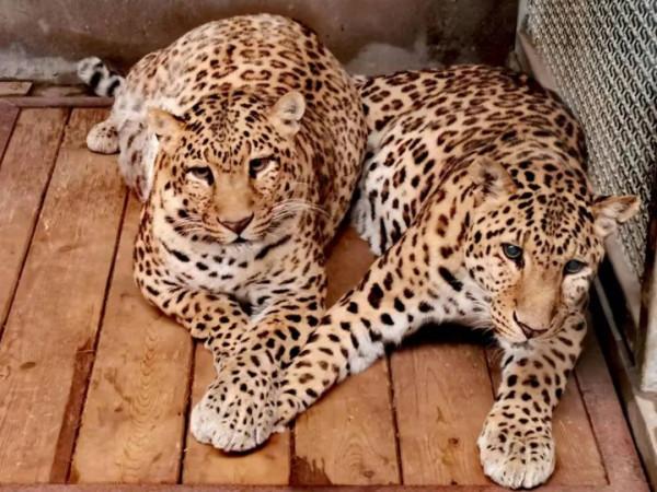 想&OpenCurlyDoubleQuote;豹富&rdquo;？快來上海動物園看&OpenCurlyDoubleQuote;豹發虎&rdquo;本豹！丨小葉子陪你過大年