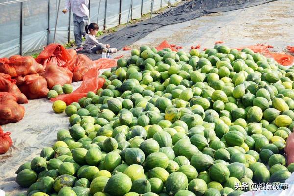 山村村民掙錢不出村，收入越高卻越後悔，看咋回事