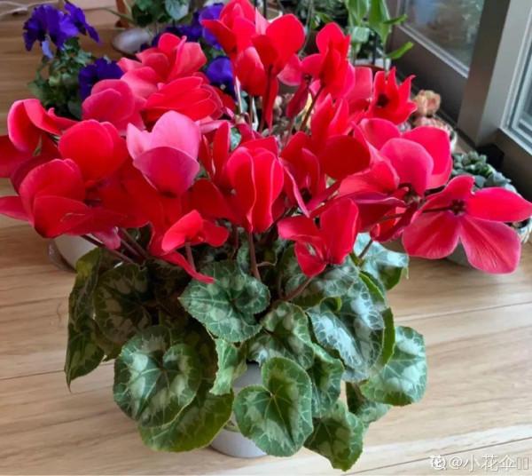 10種旺運花，一個月內要漲價，現在趕緊買