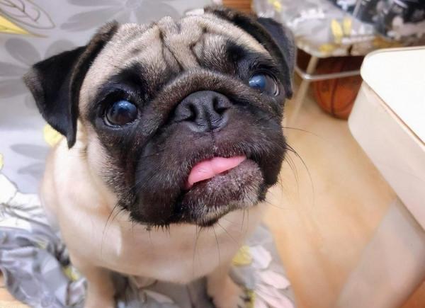 為什麼養巴哥犬的人那麼多？原來有這麼多優點，怪不得招人喜歡