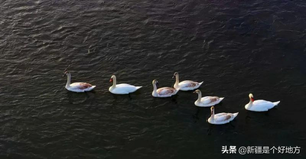 冬季到新疆看天鵝~