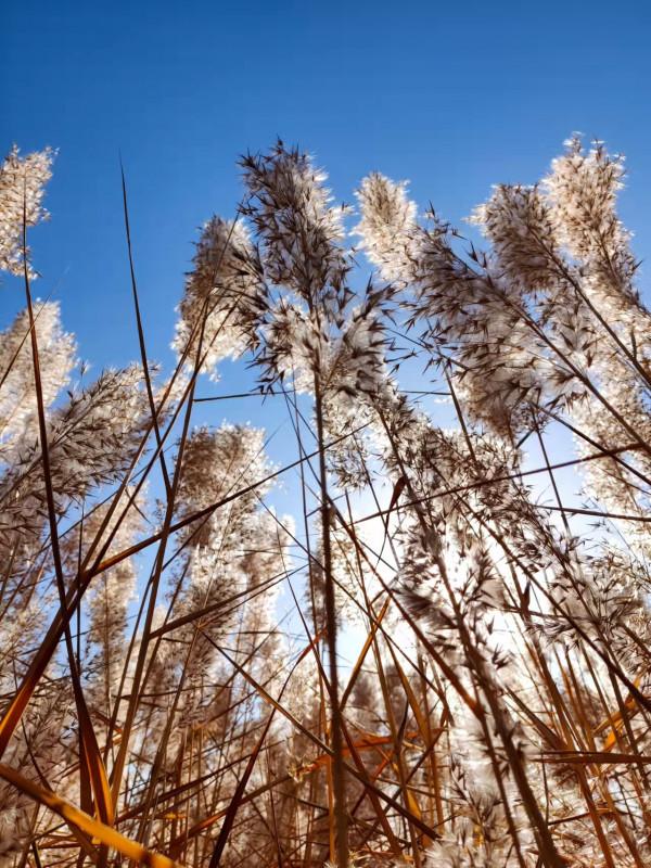 如果事與願違，定是上天另有安排