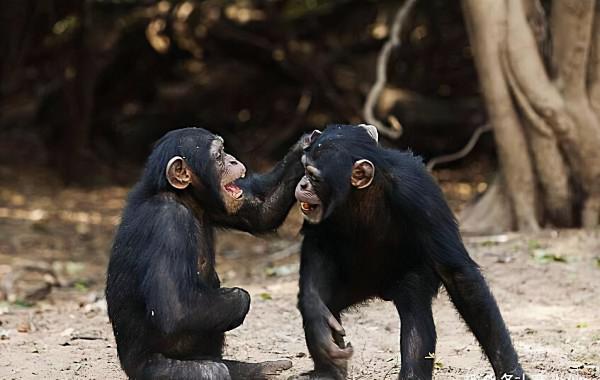 巴拿馬猴已經進入石器時代，有可能威脅到人類的霸主地位嗎？