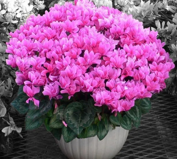 驚訝:還有吸附油煙的花,這4種花養在廚房裡,葉子清香還能調味 驚訝:還有吸附油煙的花,這4種花養在廚房裡,葉子清香還能調味