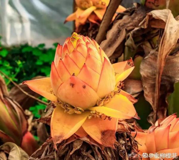 1種花俗稱“搖錢樹”,滿盆長滿小元寶,大吉大利,好看吉祥 1種花俗稱“搖錢樹”,滿盆長滿小元寶,大吉大利,好看吉祥