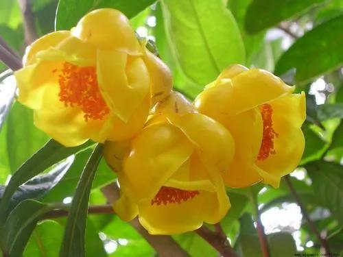 每天一杯“金花茶”，竟有如此多的好處，不僅可以觀賞還可以食用