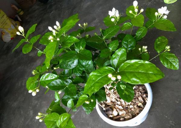 這3種花個個是“酒鬼”，一次喝半斤，葉片油亮，花開不斷