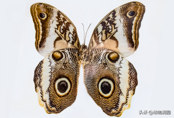 物種百科：貓頭鷹蝶