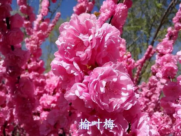 春暖花開賞花時，教你辨識這幾種相似的花，別再被朋友說不懂花了