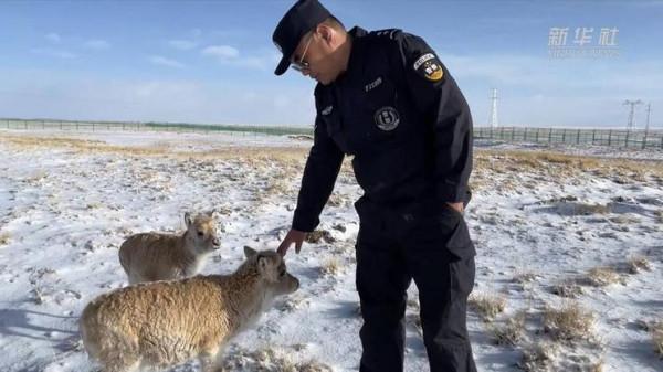 我從藏羚羊“幼兒園”畢業啦