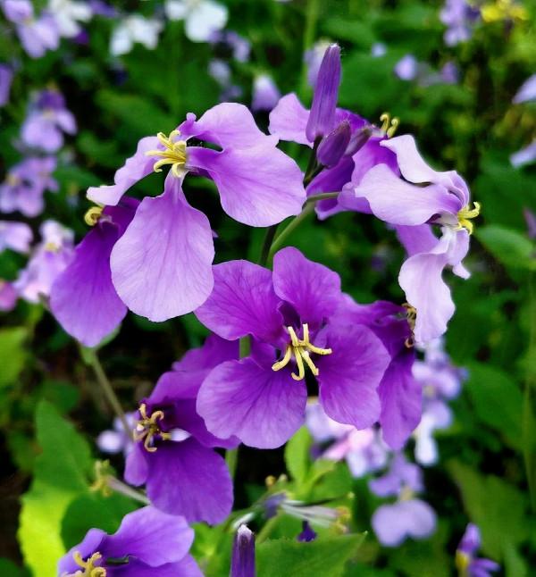 10種花,零下10℃也能過冬,長勢一點不輸南方 10種花,零下10℃也能過冬,長勢一點不輸南方