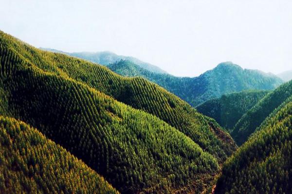 遍地桉樹惹爭議，廣西為何不“換掉桉樹”？