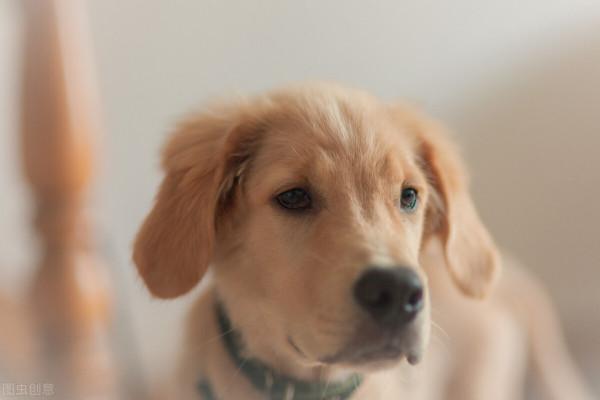 中國城市禁止養狗種,中華田園犬也在其中 中國城市禁止養狗種,中華田園犬也在其中