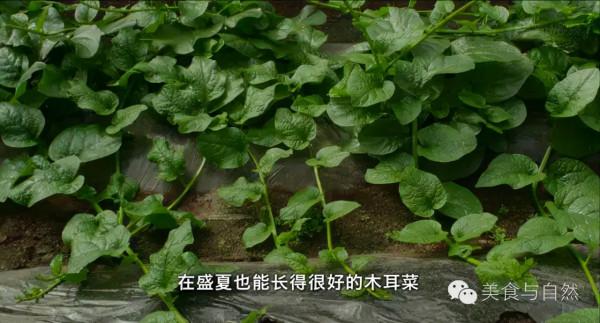 走進小森林之秋季篇