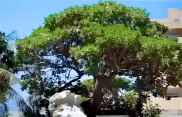 24年前在西沙中建島栽了一棵椰子樹，如今長成了啥樣？