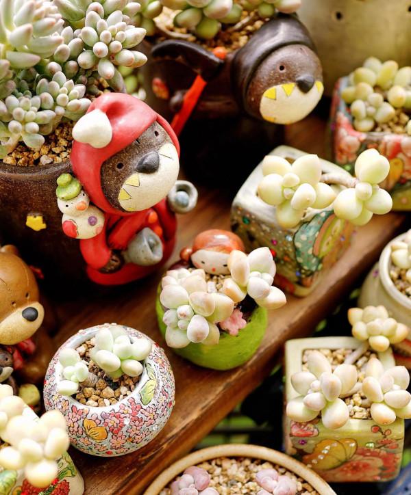 一個植物愛好者的深秋～多肉篇