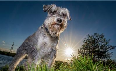 深入剖析雪納瑞犬“咬人”的5大原因 深入剖析雪納瑞犬“咬人”的5大原因