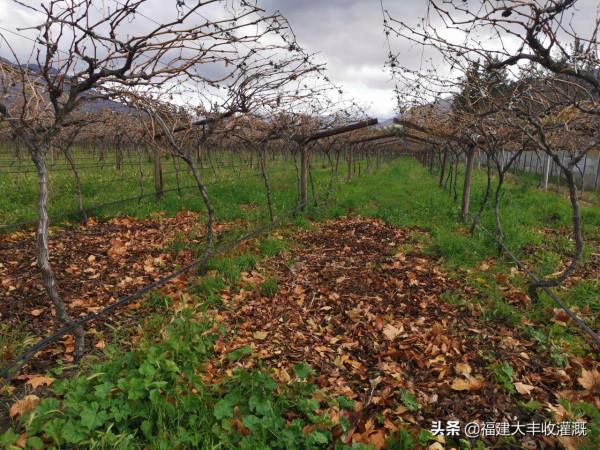 滴灌在農業領域的重要作用，滴灌裝置如何讓農作物&OpenCurlyDoubleQuote;喝飽水&rdquo;？