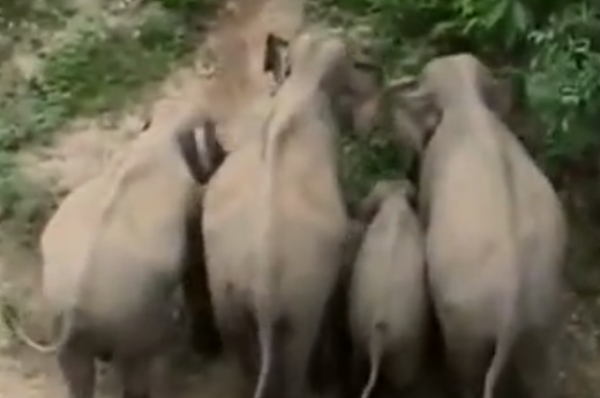 2006年，雲南男子打死一隻小象，1個月後妻子被象踩死