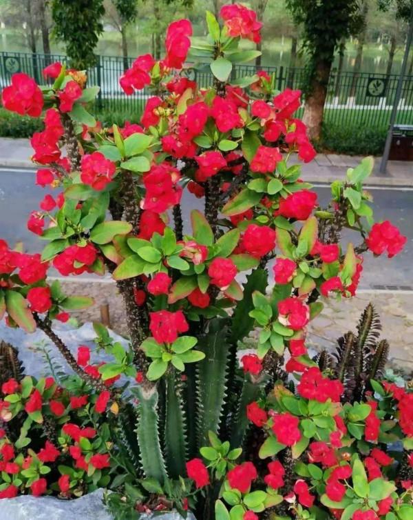 夏花絢爛的刺梅花綻放了