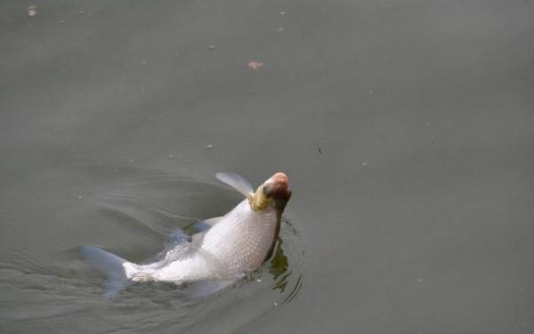 秋天找不到魚？掌握這幾個小技巧，讓你在野釣中找到魚窩爆護