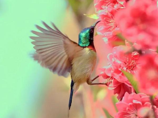 分享圖片,色彩斑斕,美麗無比的太陽鳥 分享圖片,色彩斑斕,美麗無比的太陽鳥