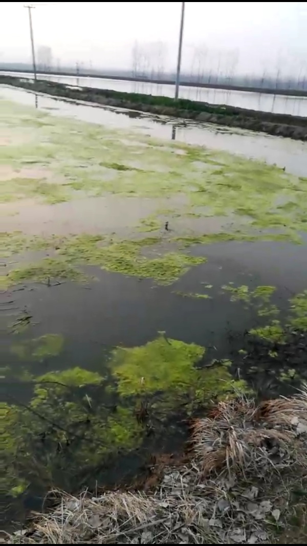 冬天蟹塘有青苔怎麼辦？蟹塘青苔怎麼安全處理？