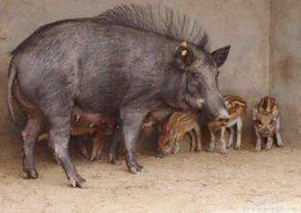 退伍老兵“騙”妻子1000萬,進深山與豬“作伴”,1年狂賺800萬 退伍老兵“騙”妻子1000萬,進深山與豬“作伴”,1年狂賺800萬