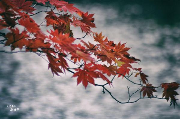 退休後的每年秋天，我都會去本溪同一個景區觀賞紅葉，從未失望過