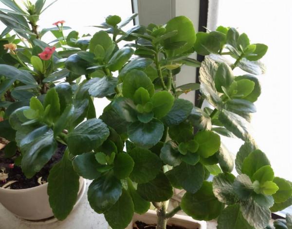 秋天“憋壞”的3種花，秋天一到“這樣”養，馬上進入瘋長模式