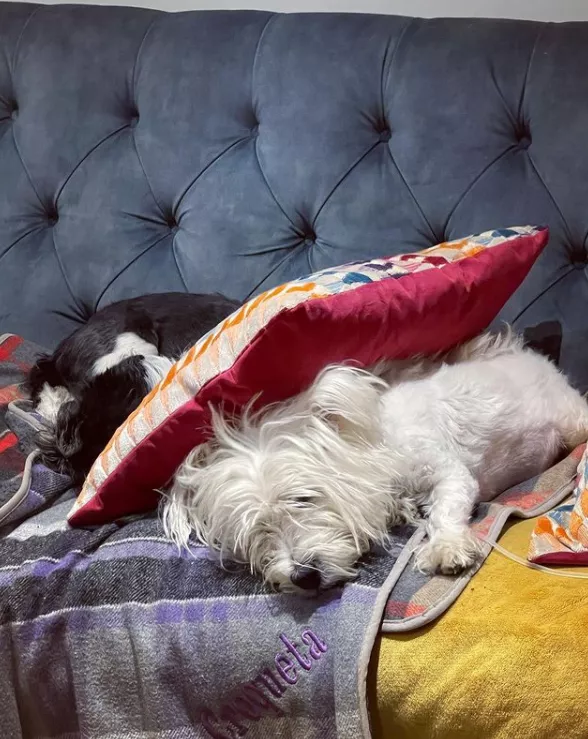 女主人養了一隻沒眼睛的狐狸，一隻沒腿總“翻車”的狗子，網友們：太可愛了吧