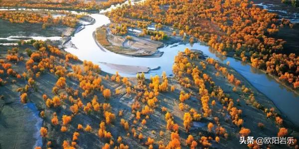 國內這6個地方的胡楊林，美得無法無天！此生一定要去看一次