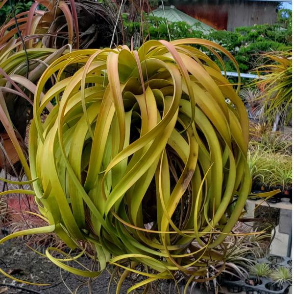 空氣鳳梨欣賞 | 一篇圖文讓你愛上柔婷和羅蘭