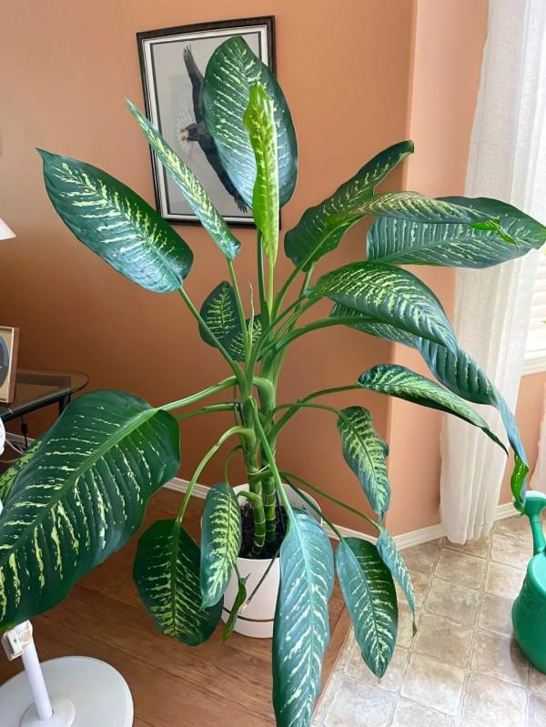 花葉萬年青也有好看的品種，葉子帶熒光的網紅款，看了就想養一盆