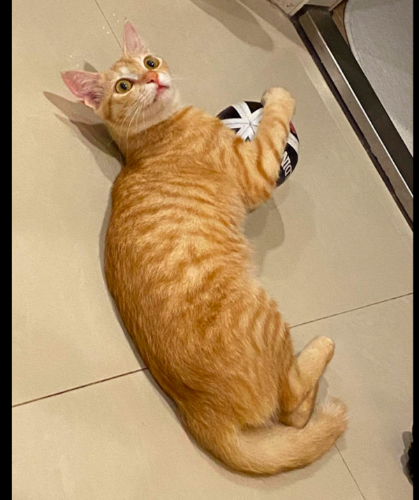 貓咪一個半月沒出門,家裡只有一隻狗狗,卻被醫生告知它懷孕了? 貓咪一個半月沒出門,家裡只有一隻狗狗,卻被醫生告知它懷孕了?