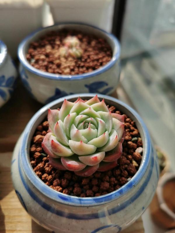 新入手的一批小可愛呀