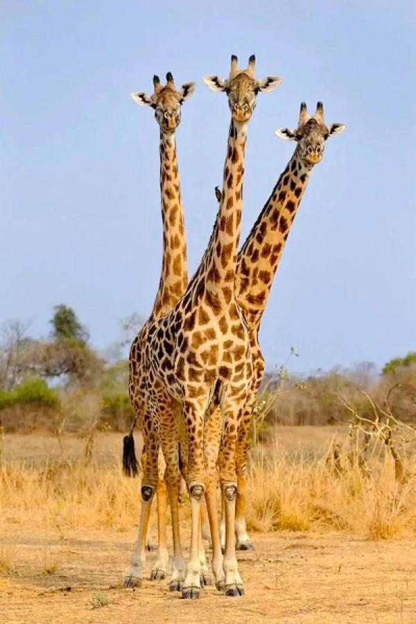 分享：抓拍動物精彩瞬間，驚豔絕倫，實為罕見