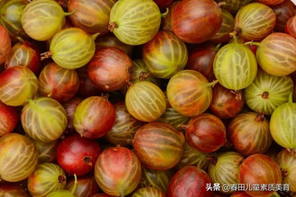 教程 | 適用於三年級以上—少兒美術課程《燈籠果》