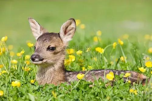 分享圖片 梅花鹿 可愛呆萌 堅強勇敢