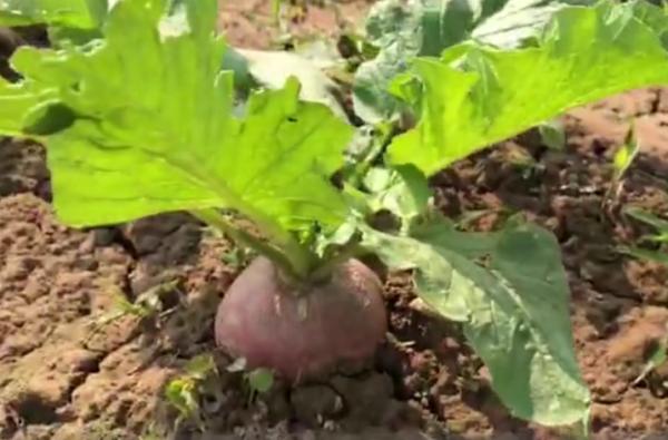 蘿蔔糠心,和澆水施肥關係大,農戶如何防止?方法很關鍵 蘿蔔糠心,和澆水施肥關係大,農戶如何防止?方法很關鍵