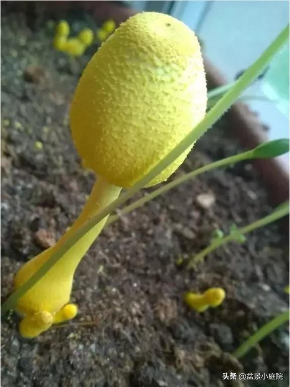 盆裡都長出&OpenCurlyDoubleQuote;黃蘑菇&rdquo;，還不重視起來？