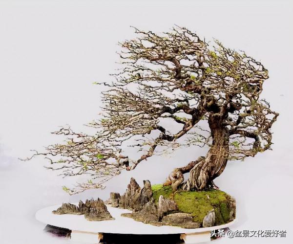 吹出來的盆景，動感十足