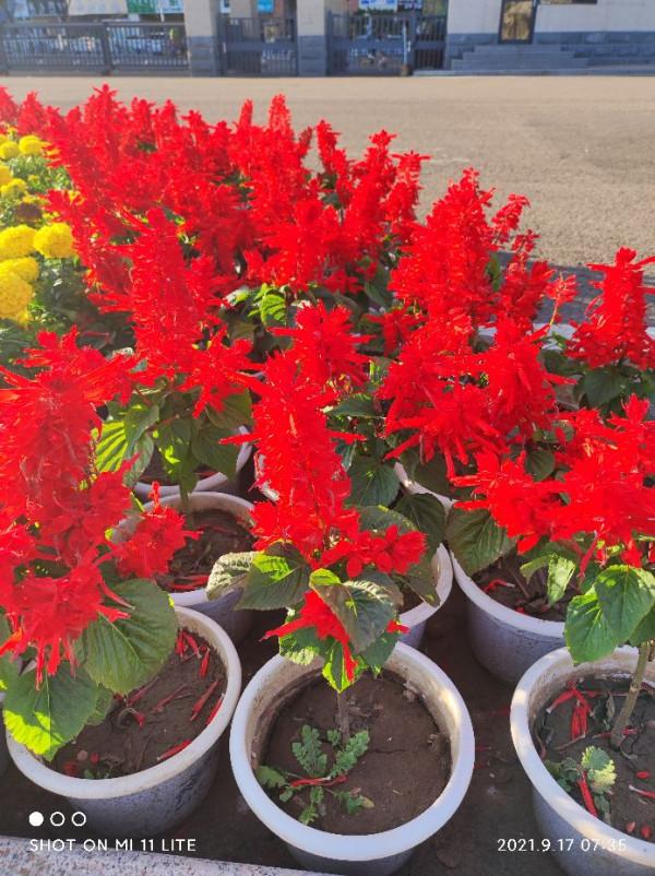 每日識別一種常見植物您（四十五）